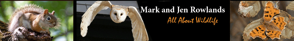 Welcome to All About Wildlife