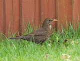 The blackbird male lives up to its name, however females are a streaked or spotted brown.  The males have a bright orange-yellow beak and eye-ring.  The blackbird is one of the most common of UK birds and its mellow song is a favorite. -rspb