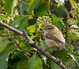 Description to come soon!