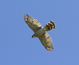 Description to come soon!