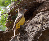 Description to come soon!