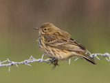 A small, brown, streaky bird, it is the commonest songbird in upland areas and its high, piping call is a familiar sound. In flight it shows white outer tail feathers and in the breeding season it has a fluttering parachute display flight. In winter they are quite gregarious and gather in small flocks, often invisible among the vegetation, suddenly flying up with typical jerky flight. Meadow pipit numbers in the UK have been declining since the mid 1970s, resulting in this species being included on the amber list of conservation concern.